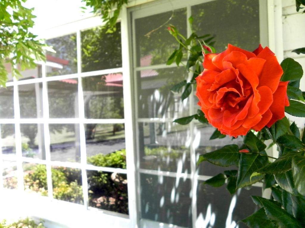 Moore Park Inn Armidale Kültér fotó